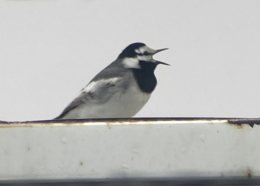 VENT Grand Alaska Part II Nome Pre Trip 6 11 2025 6 16 2025 White Wagtail 02, Nome, Alaska, June 12, 2025, Barry Zimmer 1000